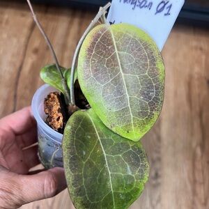 Hoya Rangsan 01, sun stressed and rooted